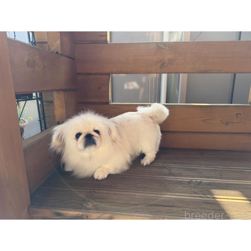 販売中の愛知県のペキニーズ-430662の3枚目