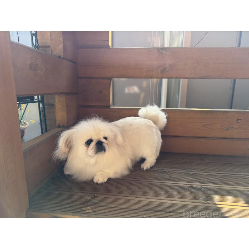 販売中の愛知県のペキニーズ-430662の2枚目