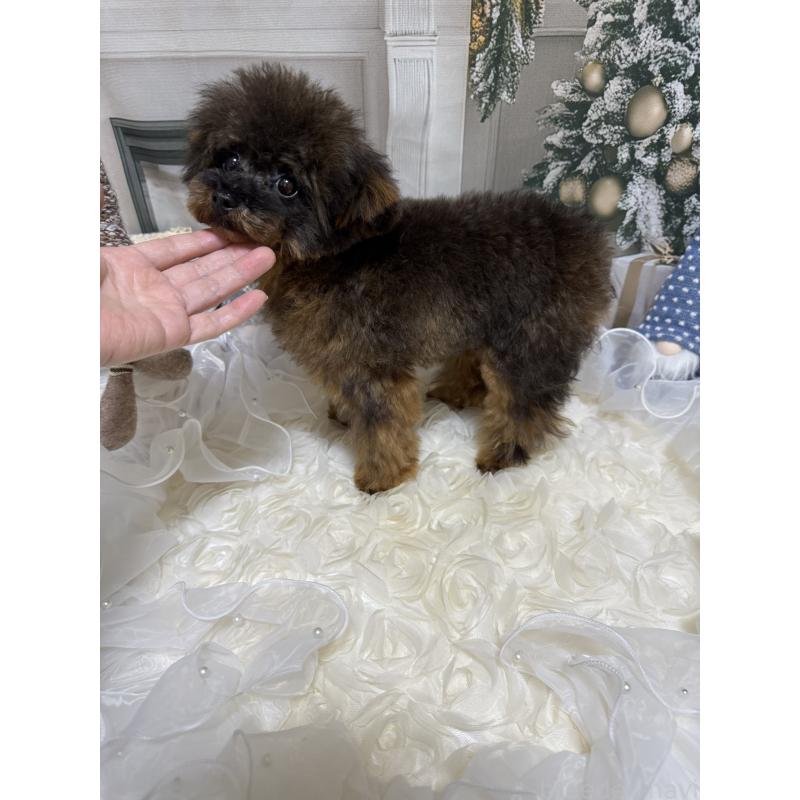 成約済の島根県のティーカッププードル-430663の12枚目