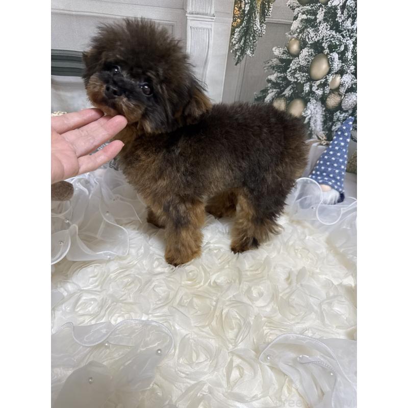 成約済の島根県のティーカッププードル-430663の11枚目