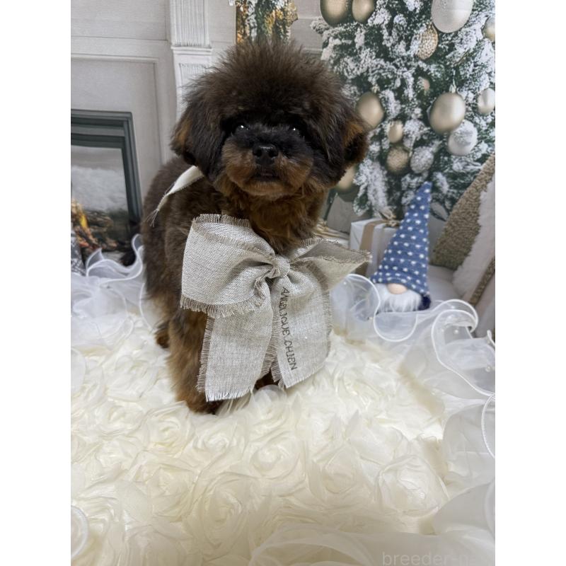 成約済の島根県のティーカッププードル-430663の10枚目