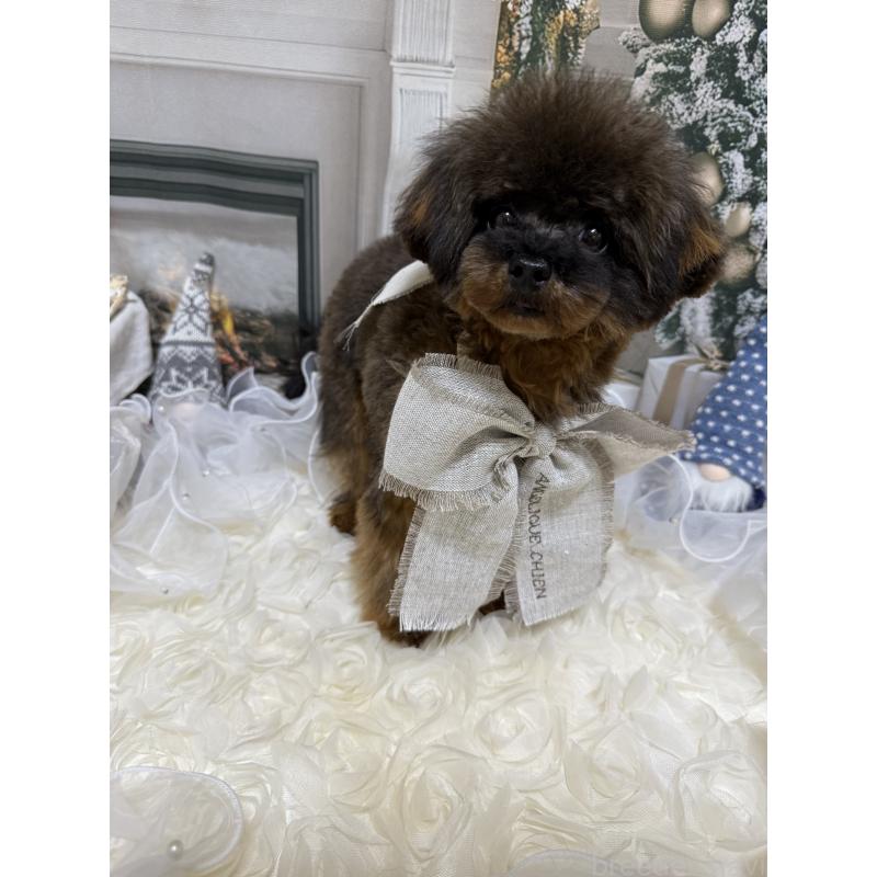 成約済の島根県のティーカッププードル-430663の9枚目