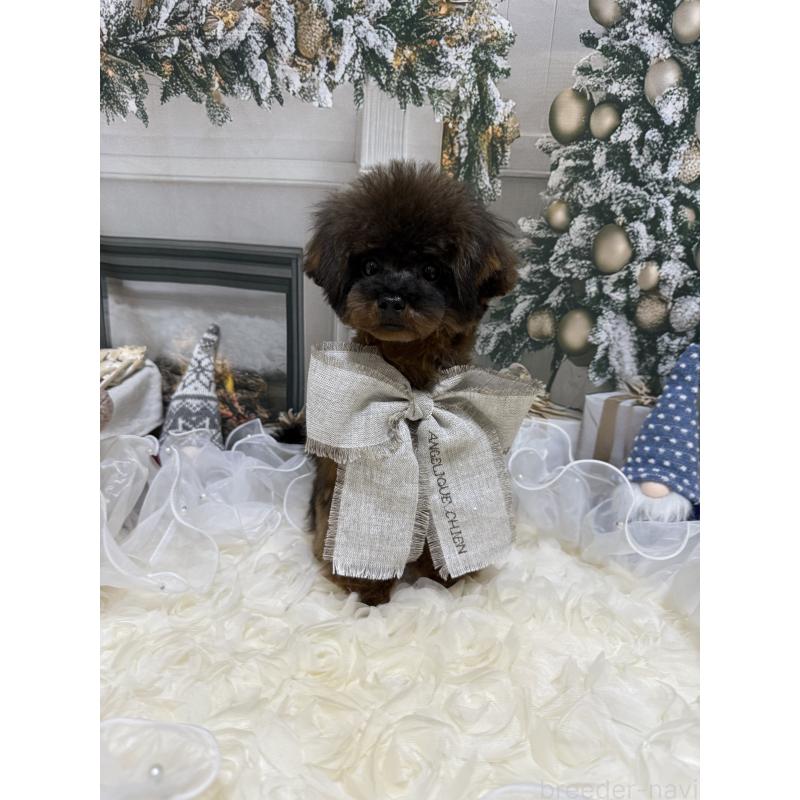 成約済の島根県のティーカッププードル-430663の7枚目