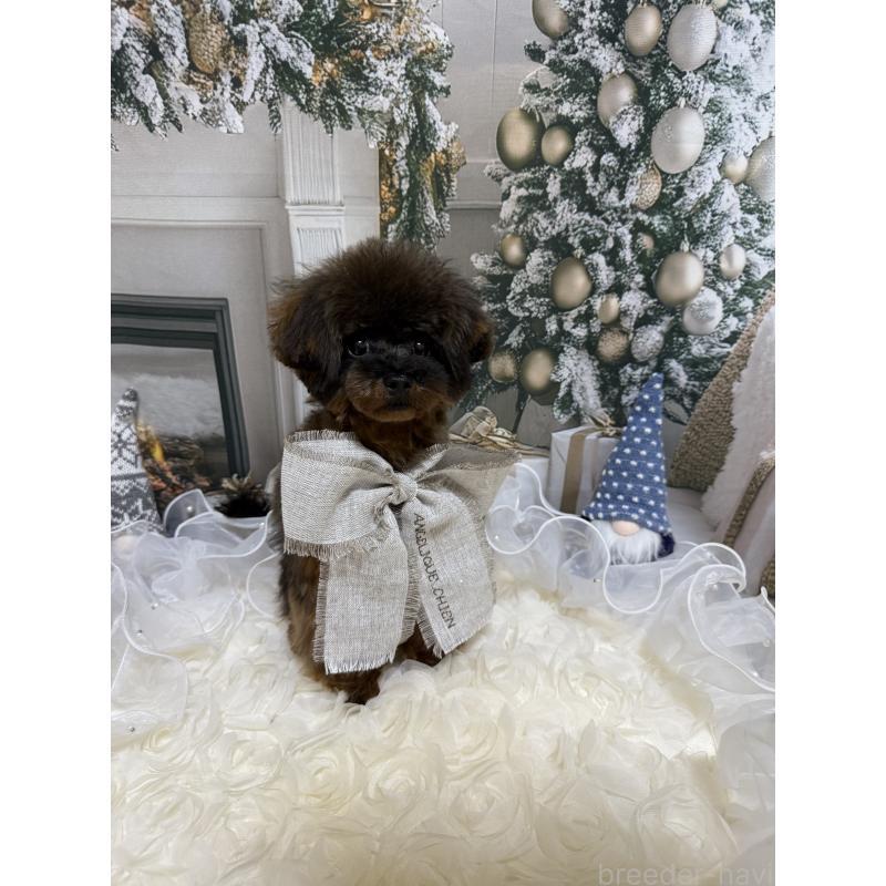 成約済の島根県のティーカッププードル-430663の6枚目