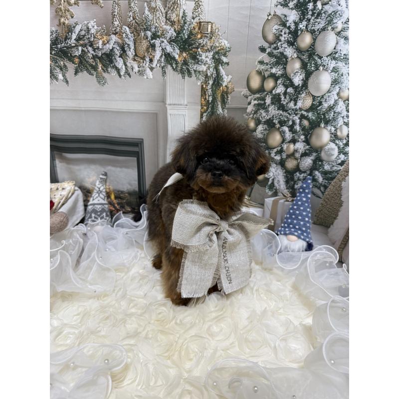 成約済の島根県のティーカッププードル-430663の5枚目