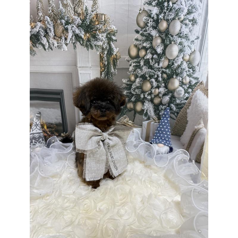 成約済の島根県のティーカッププードル-430663の4枚目