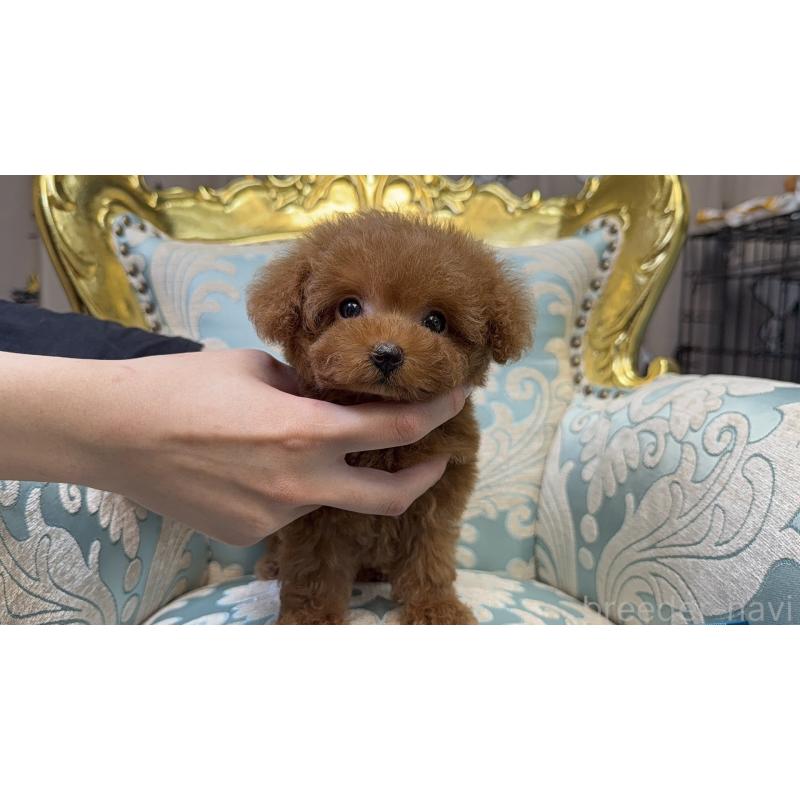 販売中の東京都のティーカッププードル-430667の13枚目