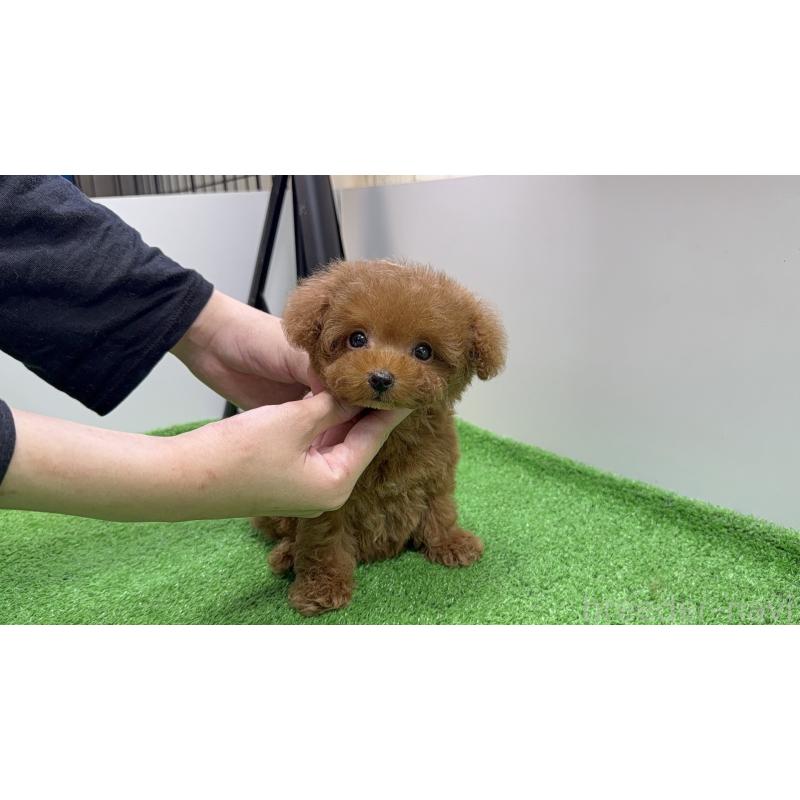 販売中の東京都のティーカッププードル-430667の12枚目