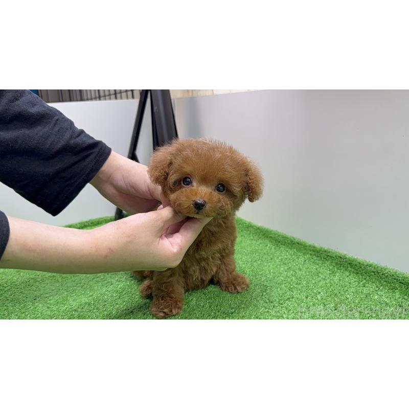 販売中の東京都のティーカッププードル-430667の11枚目