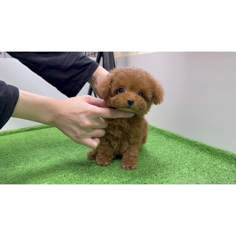 販売中の東京都のティーカッププードル-430667の10枚目