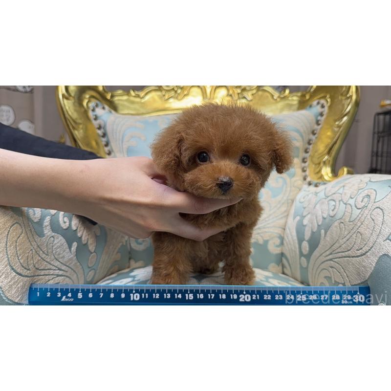 販売中の東京都のティーカッププードル-430667の8枚目