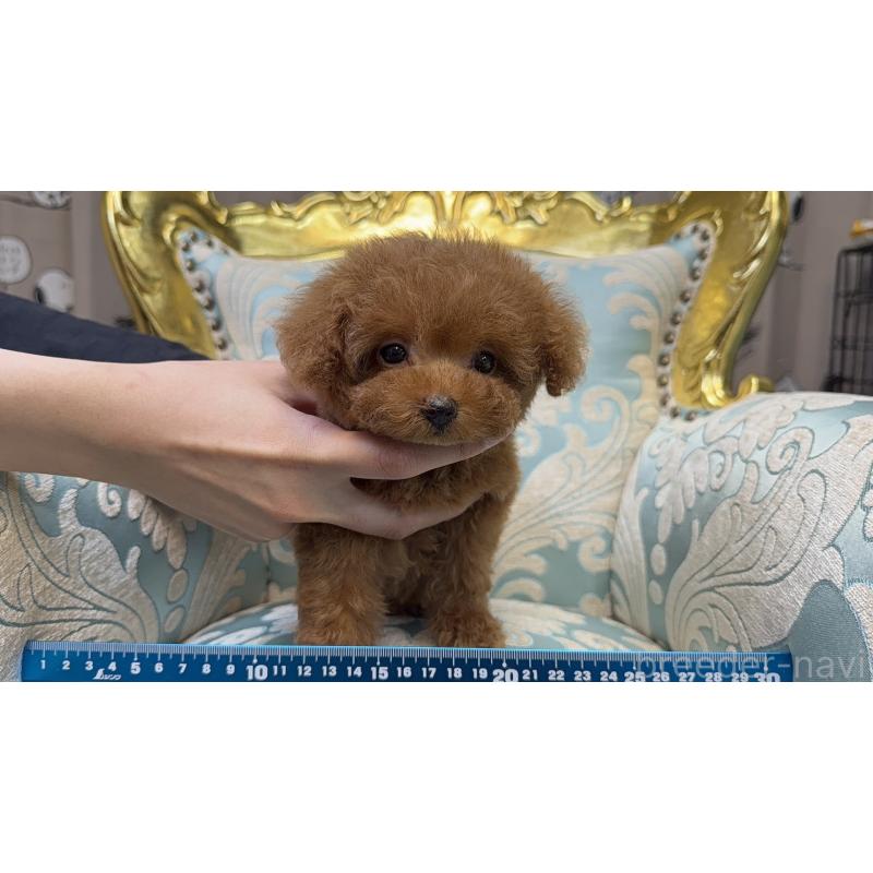 販売中の東京都のティーカッププードル-430667の7枚目