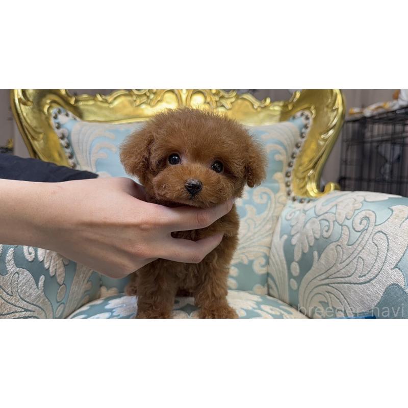 販売中の東京都のティーカッププードル-430667の6枚目