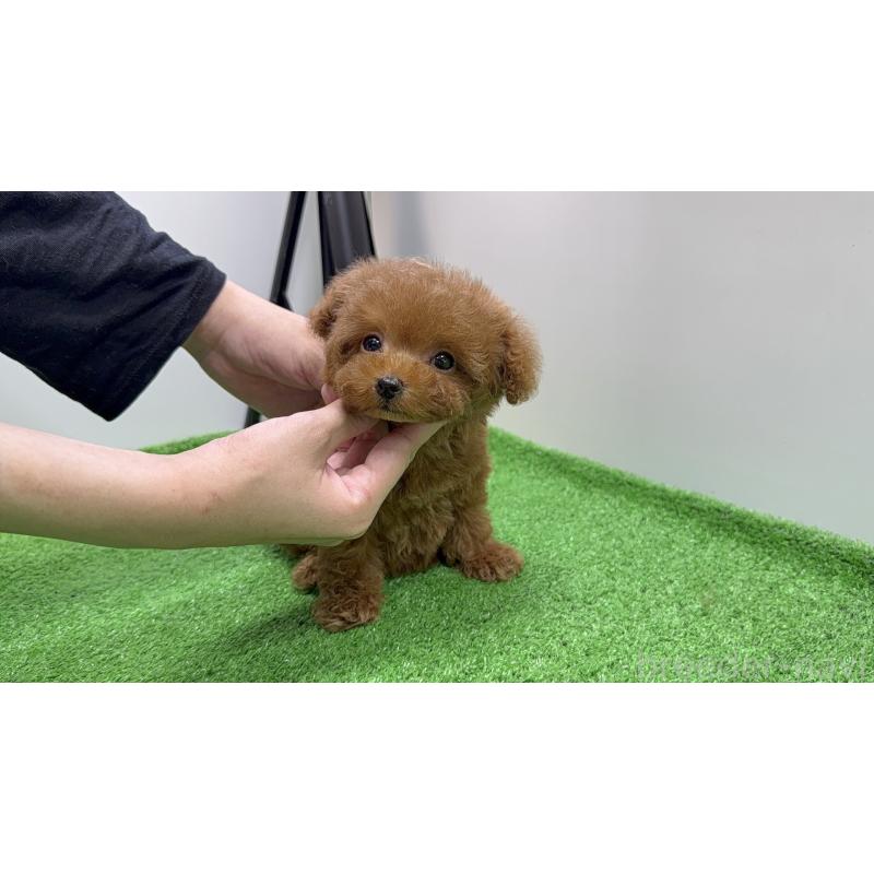 販売中の東京都のティーカッププードル-430667の4枚目