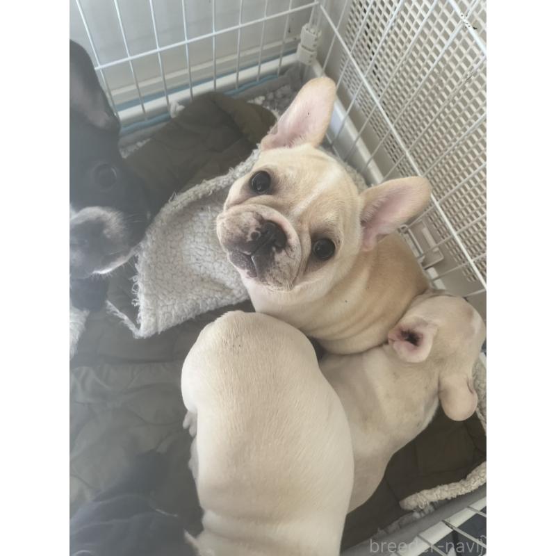 販売中の広島県のフレンチブルドッグ-430664の7枚目