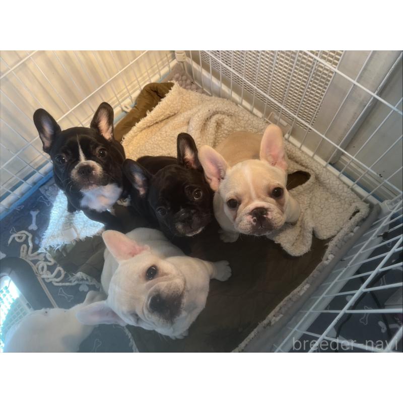 販売中の広島県のフレンチブルドッグ-430664の6枚目