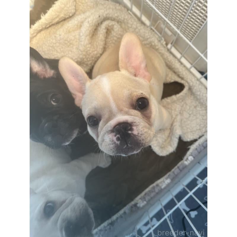 販売中の広島県のフレンチブルドッグ-430664の5枚目
