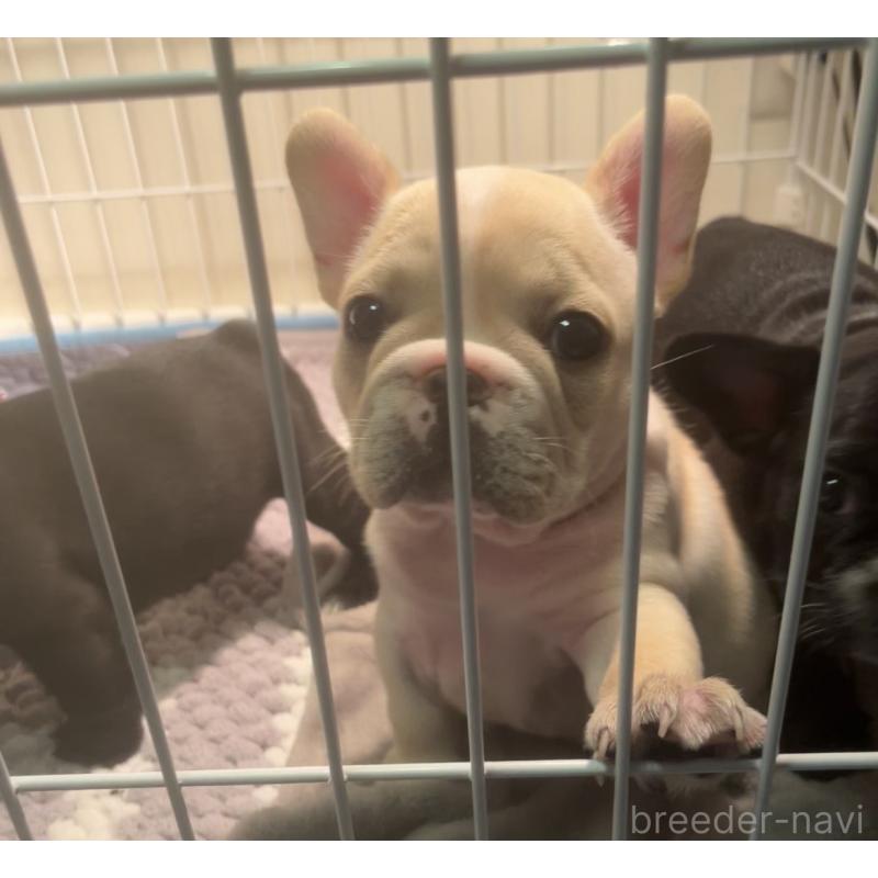 販売中の広島県のフレンチブルドッグ-430664の4枚目