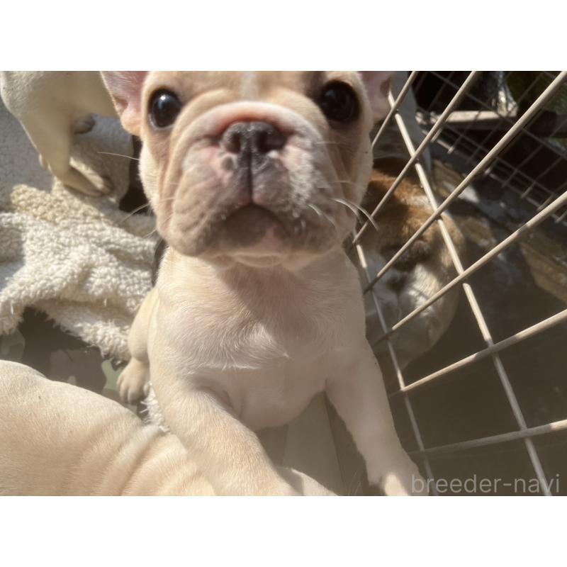 販売中の広島県のフレンチブルドッグ-430664の3枚目