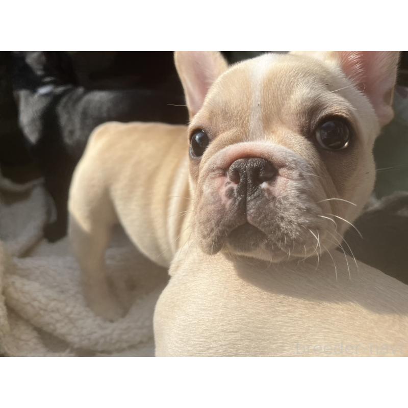 販売中の広島県のフレンチブルドッグ-430664の2枚目