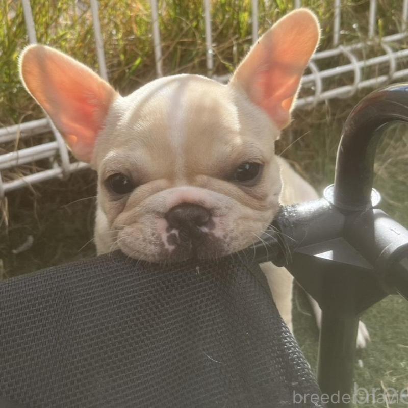 販売中の広島県のフレンチブルドッグ-430664の1枚目