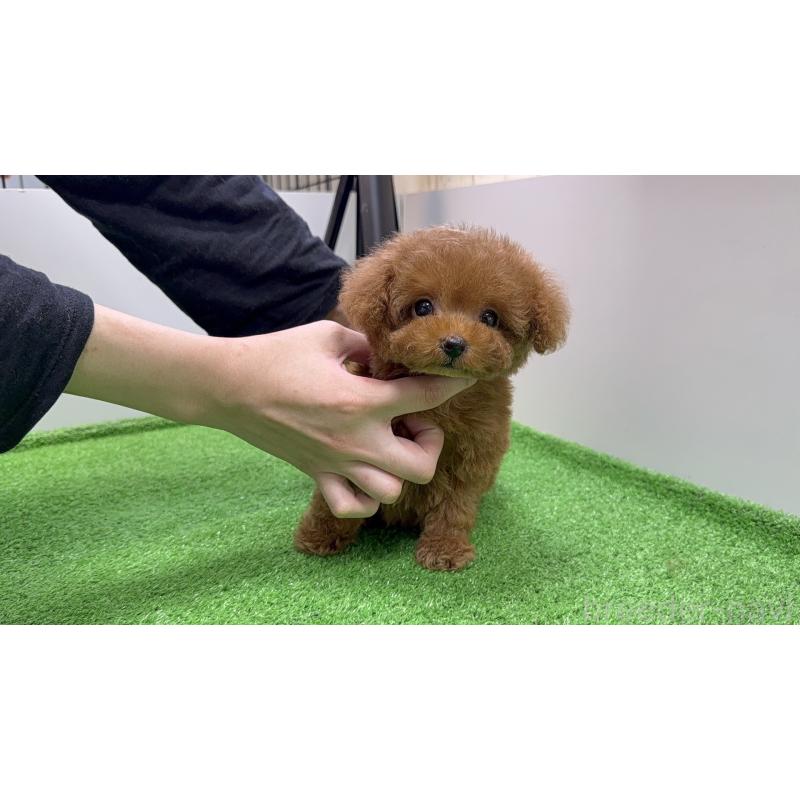 販売中の新潟県のティーカッププードル-430670の11枚目