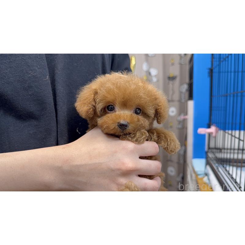 販売中の新潟県のティーカッププードル-430670の8枚目