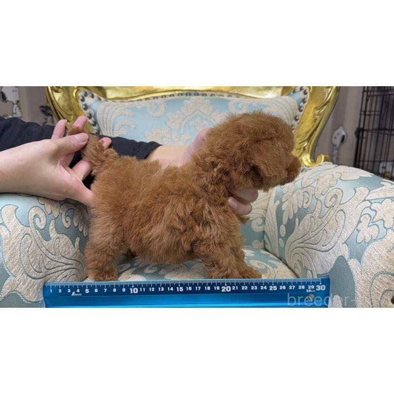 販売中の新潟県のティーカッププードル-430670の7枚目