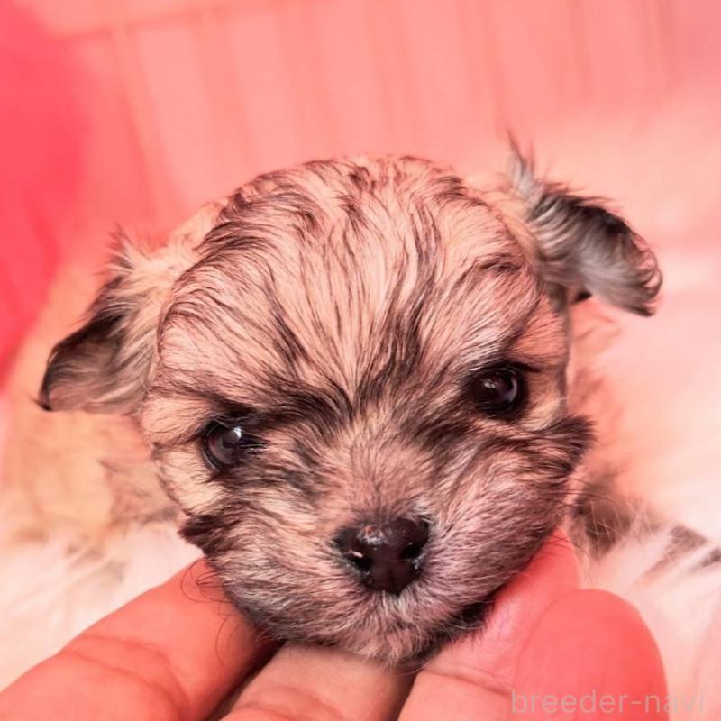 販売中の埼玉県のチワマル:チワワ×マルチーズ-430665