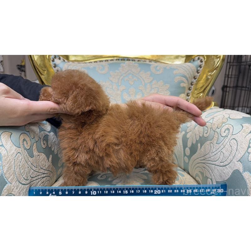 販売中の新潟県のティーカッププードル-430670の6枚目