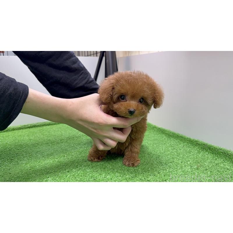 販売中の新潟県のティーカッププードル-430670の5枚目