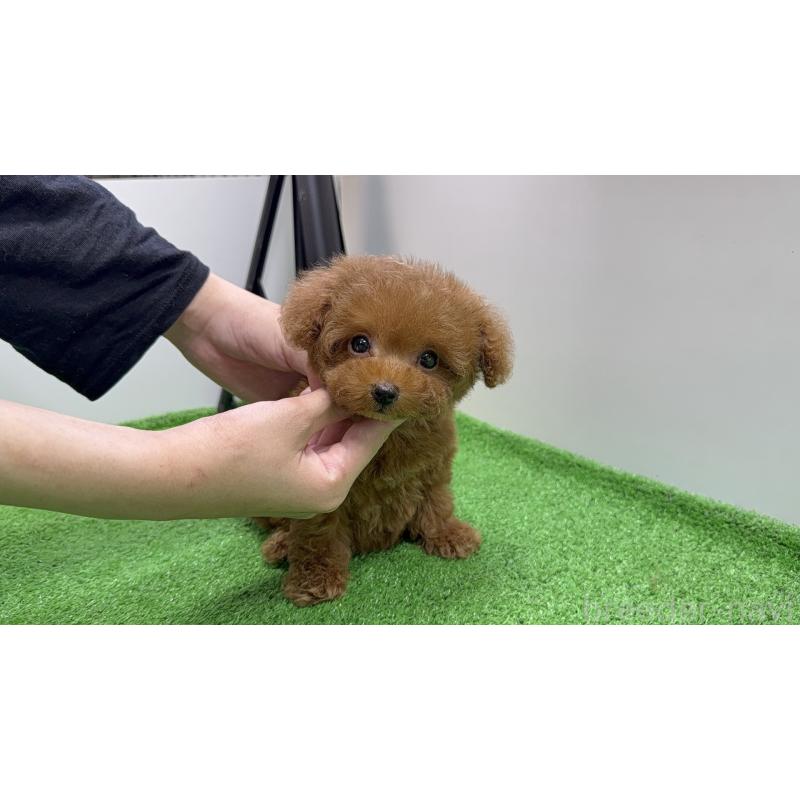 販売中の新潟県のティーカッププードル-430670の2枚目