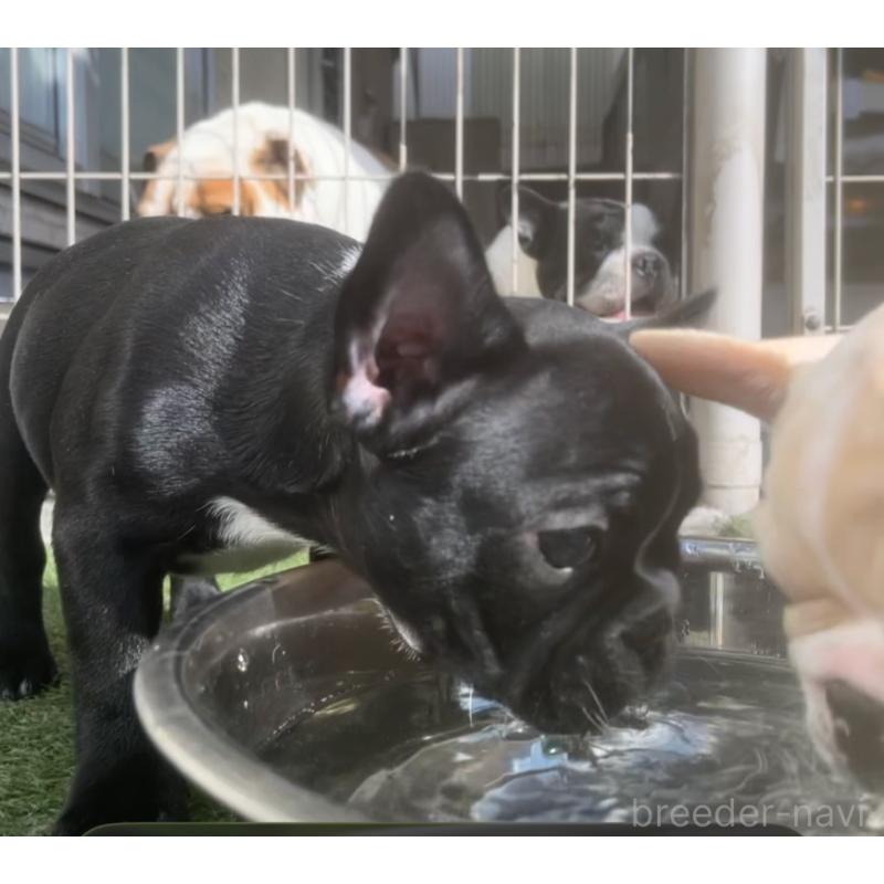 販売中の広島県のフレンチブルドッグ-430666の4枚目