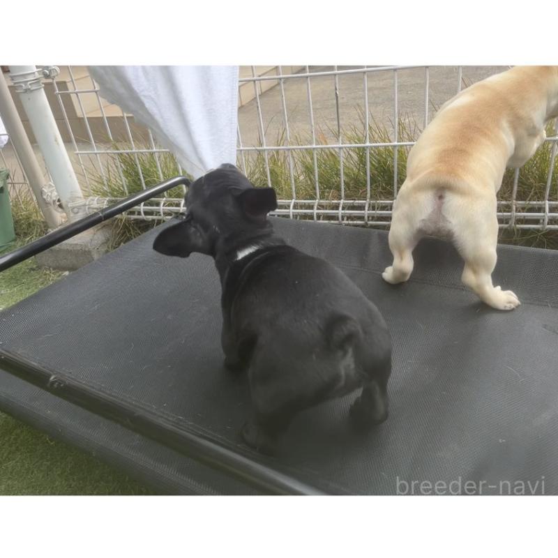 販売中の広島県のフレンチブルドッグ-430666の3枚目
