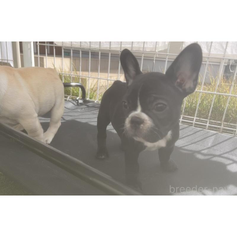 販売中の広島県のフレンチブルドッグ-430666の2枚目