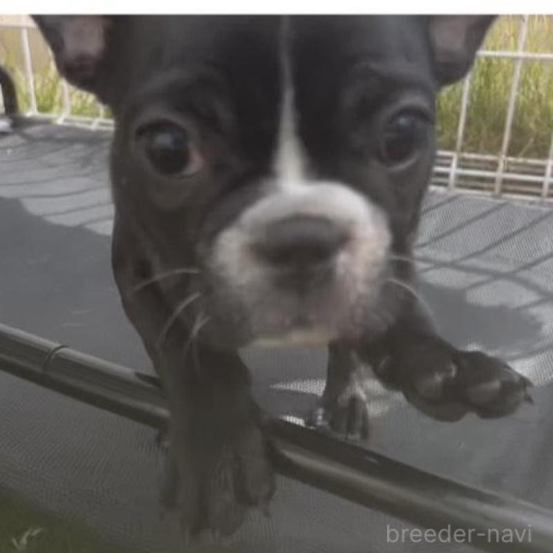 販売中の広島県のフレンチブルドッグ-430666