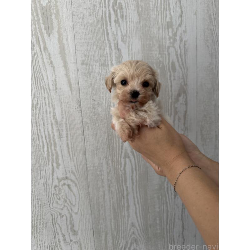 販売中の三重県のマルプー:マルチーズ×トイプードル-420806