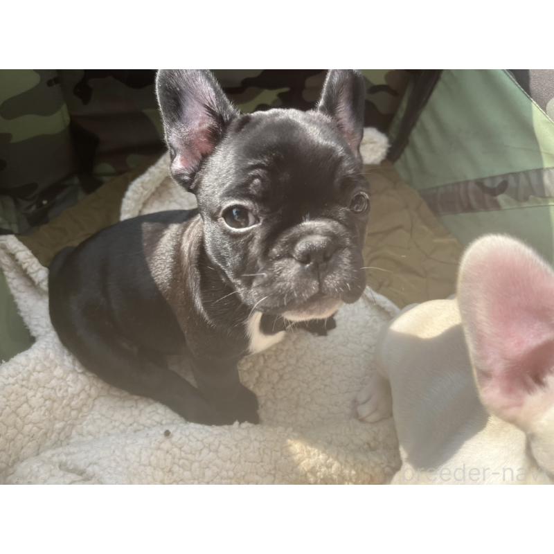 販売中の広島県のフレンチブルドッグ-430668の4枚目