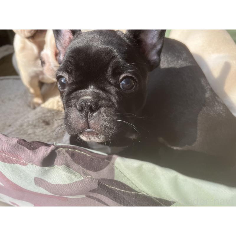 販売中の広島県のフレンチブルドッグ-430668の3枚目