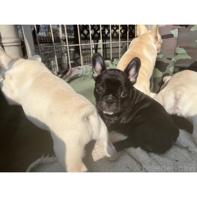 販売中の広島県のフレンチブルドッグ-430668の2枚目
