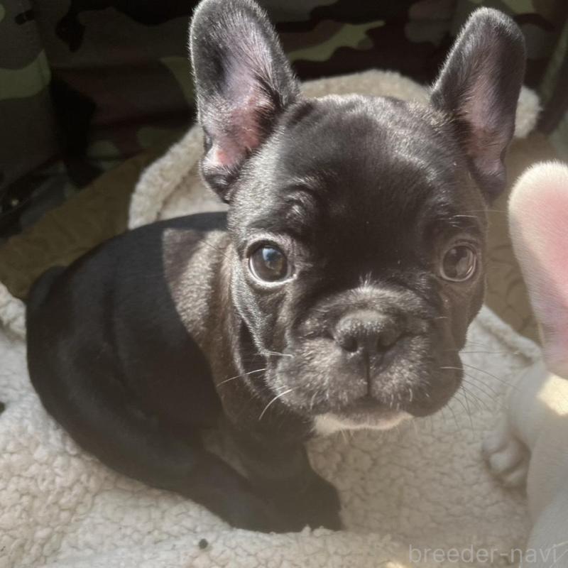 販売中の広島県のフレンチブルドッグ-430668