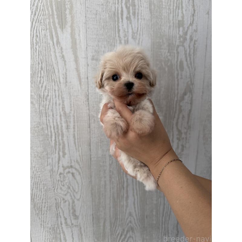 販売中の三重県のマルプー:マルチーズ×トイプードル-430669の1枚目