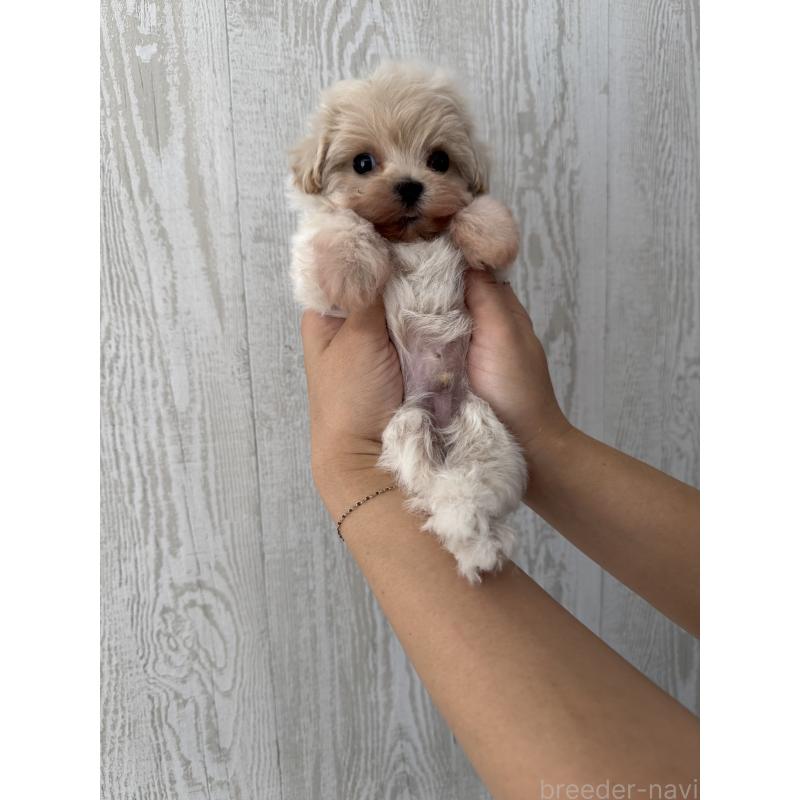 販売中の三重県のマルプー:マルチーズ×トイプードル-430669の4枚目