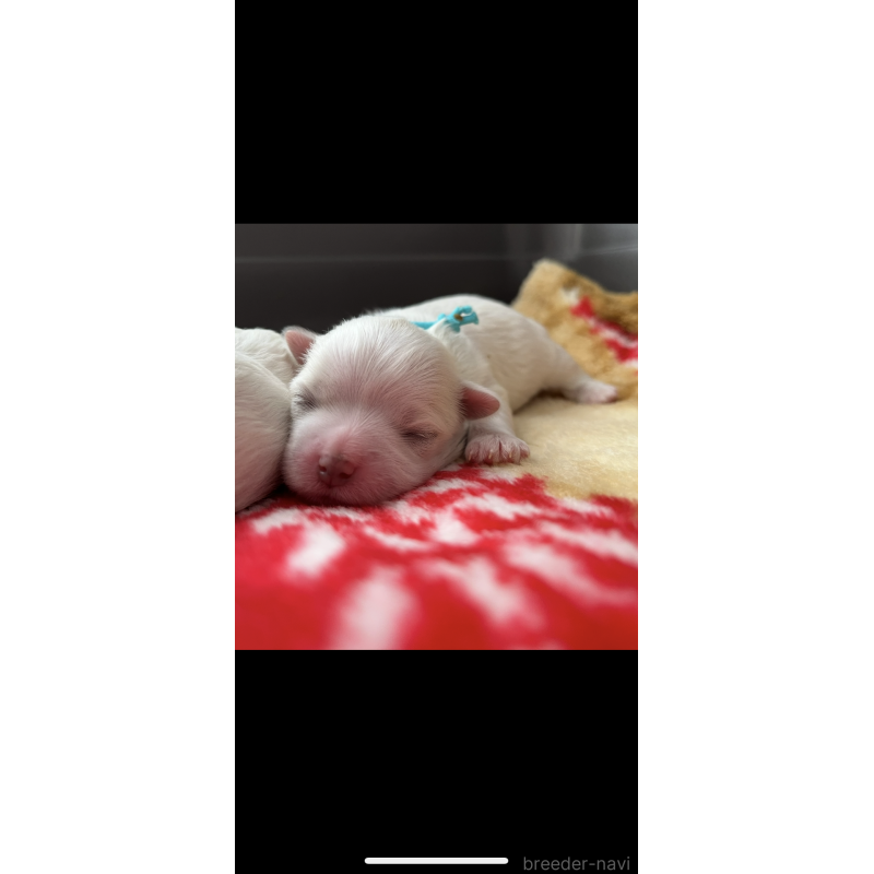 販売中の滋賀県のマルチーズ-430675の10枚目