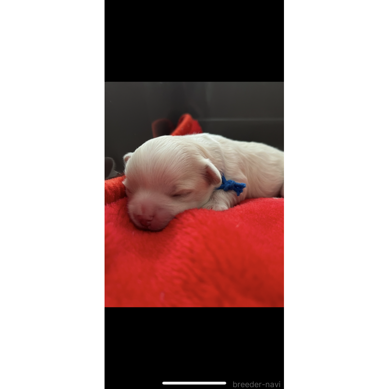 販売中の滋賀県のマルチーズ-430675の1枚目