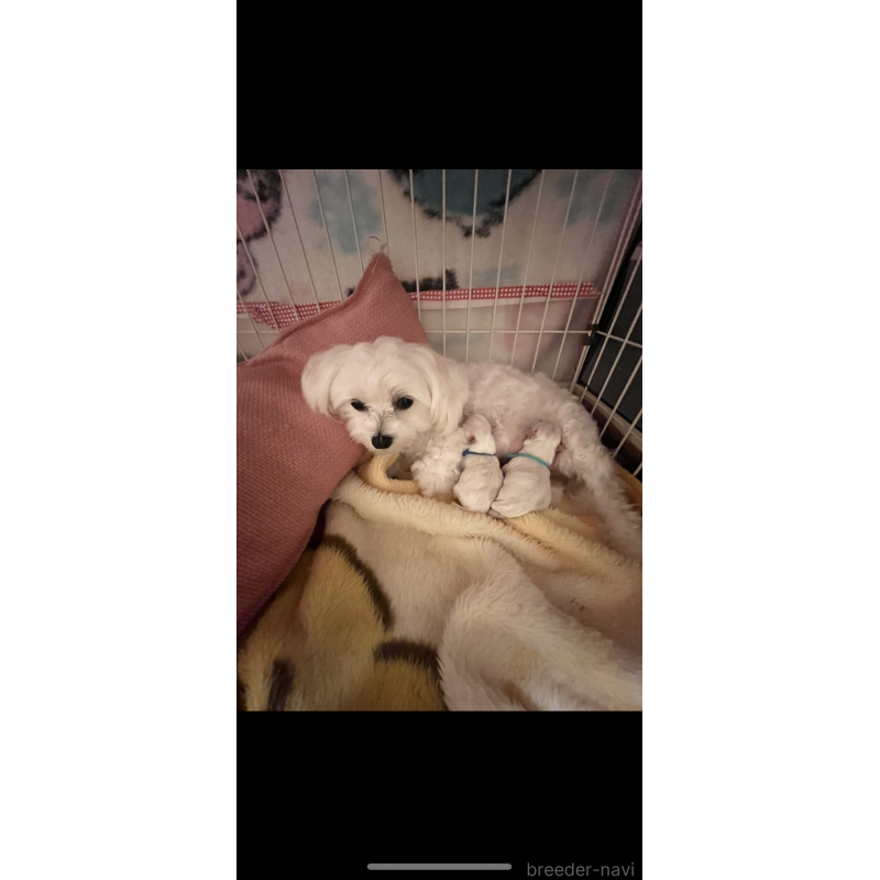 販売中の滋賀県のマルチーズ-430675の8枚目