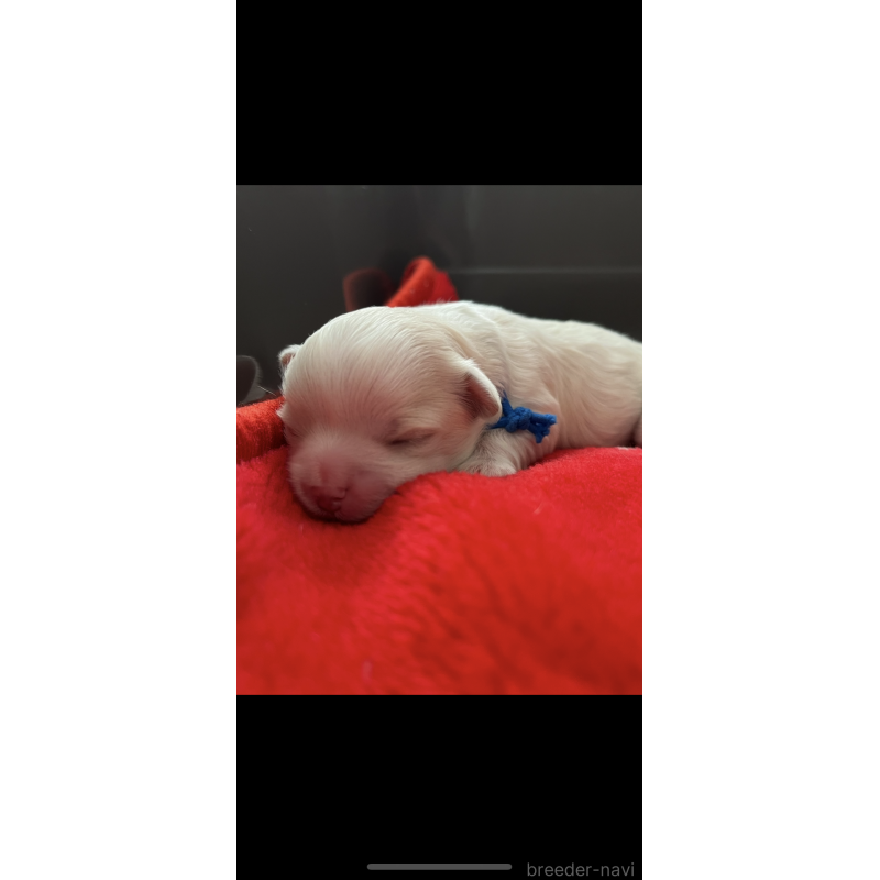 販売中の滋賀県のマルチーズ-430675の7枚目