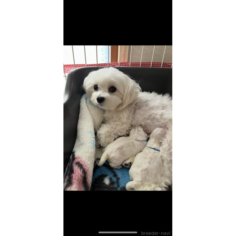 販売中の滋賀県のマルチーズ-430675の5枚目