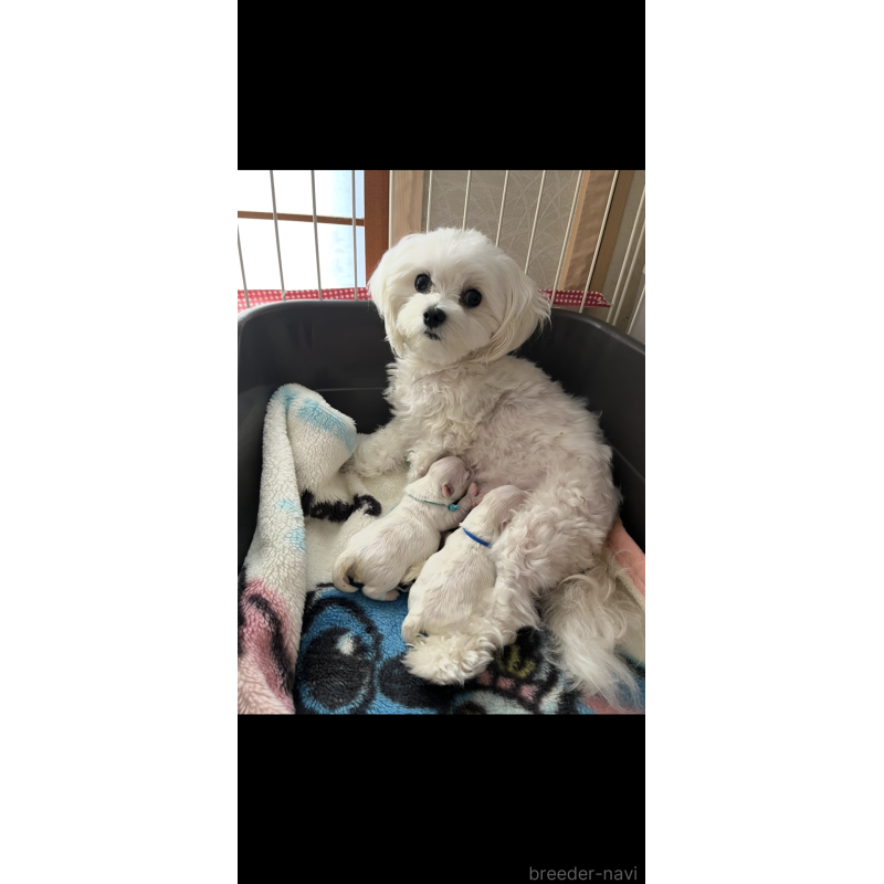 販売中の滋賀県のマルチーズ-430675の4枚目