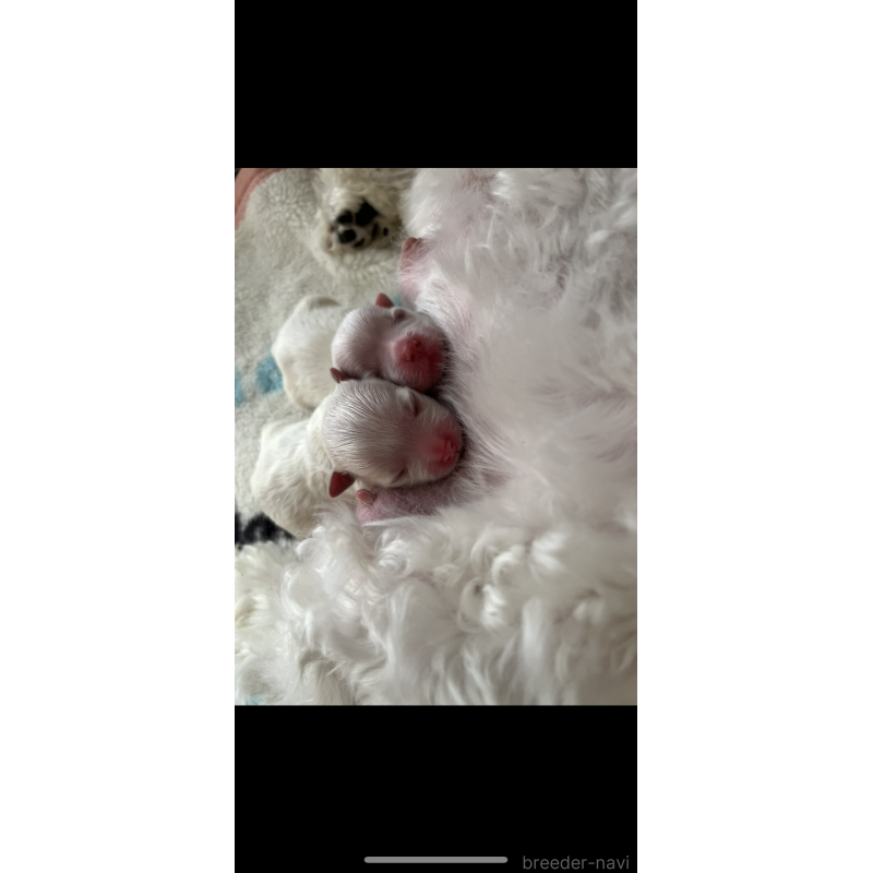 販売中の滋賀県のマルチーズ-430675の3枚目